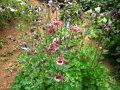 "Кандилки" (аквилера), снимка 1 - Градински цветя и растения - 12607526