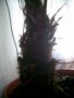 28-годишна финикова палма (Arecaceae Phoenix), снимка 4
