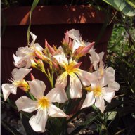 Зокум - различни цветове и размери, снимка 10 - Градински цветя и растения - 10969183