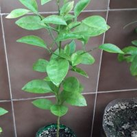 Лимони(корен), снимка 4 - Стайни растения - 14936761
