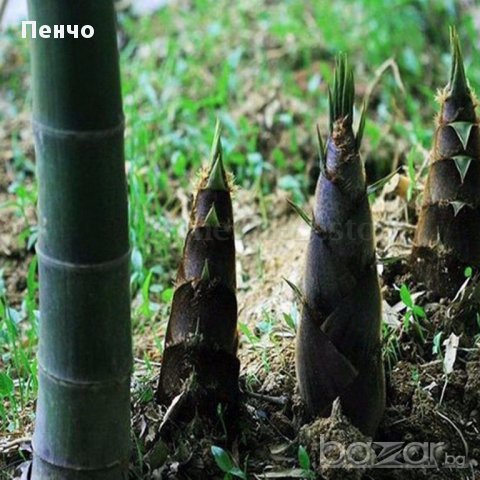 Семена от бамбук Moso-Bamboo Seeds Garden Plants 15 лв. за 100 броя семена, снимка 8 - Сортови семена и луковици - 14014925
