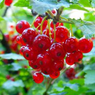 Храсти касис - червен и бял, къпини, малини, ягоди., снимка 4 - Градински цветя и растения - 11542767