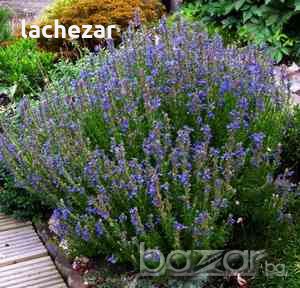 Продавам разсад хизоп. 