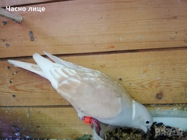 Смеещисе гугутки, снимка 7 - други­ - 24529605