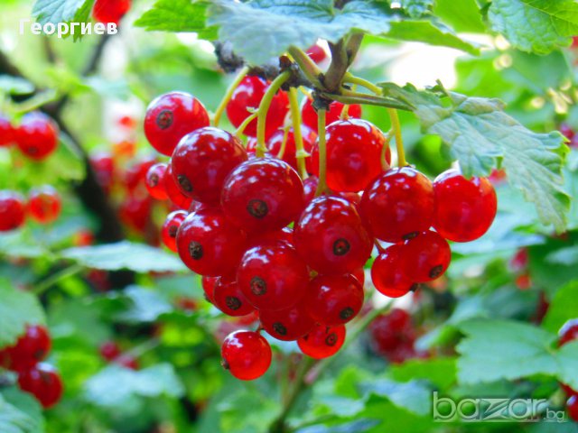 Храсти касис - червен и бял, къпини, малини, ягоди., снимка 4 - Градински цветя и растения - 11542767