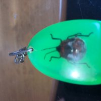 Истинско насекомо, снимка 4 - Други ценни предмети - 26026163