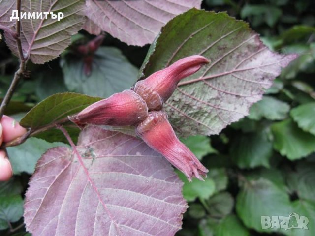 Разсад Червен лешник (Corylus maxima purpurea), снимка 3 - Сортови семена и луковици - 23857208