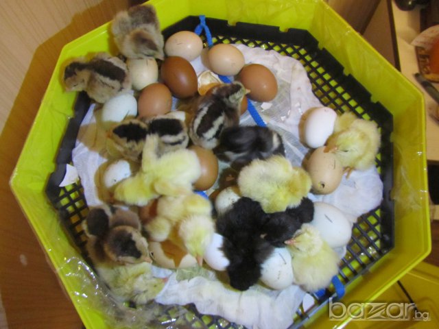  Инкубатор Клео 5 тип люлка с влагомер за 41/60 яйца! Инкубатори с РЕАЛНА ГАРАНЦИЯ!Сервиз!, снимка 4 - За птици - 7232373