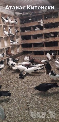 ПРОДАВАМ пазарджишки високо летачи-гълъби!, снимка 7 - Гълъби - 24799309