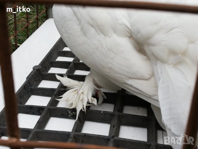 Индийски фенерлии , снимка 5 - Гълъби - 24521039