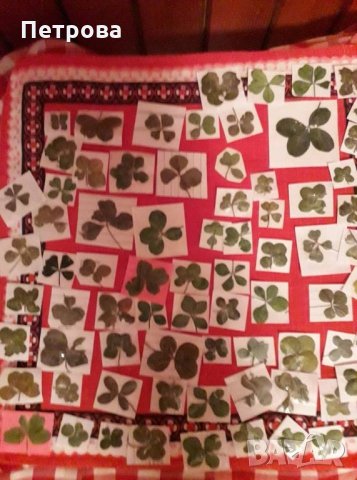 Четирилистни детелини, снимка 6 - Други - 21881277