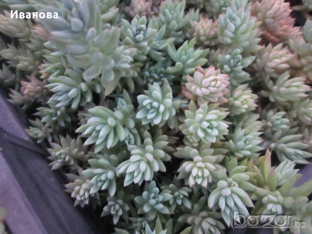 седум 3, снимка 2 - Градински цветя и растения - 13893160