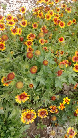 Продавам цветя Гайлардия - разсад (корен с издънки и стъбло), снимка 11 - Градински цветя и растения - 26029276