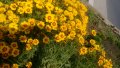 продавам цветя Кореопсис - разсад за пролетно засаждане, снимка 5