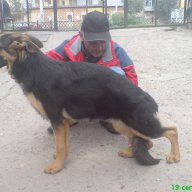Развъдник за Немско Овчарско Куче, снимка 14 - Немска овчарка - 4605308