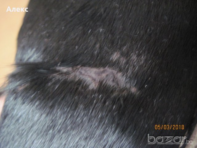 Ботуши - естествен косъм пони, снимка 6 - Дамски боти - 20908537