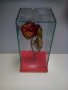 Роза за за свети валентин или 8 март, снимка 10