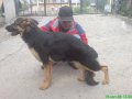 Развъдник за Немско Овчарско Куче, снимка 14