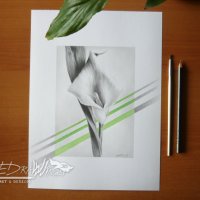 Рисунка "Кала" - молив и акварел, снимка 3 - Картини - 22223900
