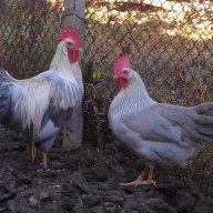 Sergiev Farm продава пилета и яйца от различни видове кокошки, снимка 9 - Кокошки и пуйки - 13584889