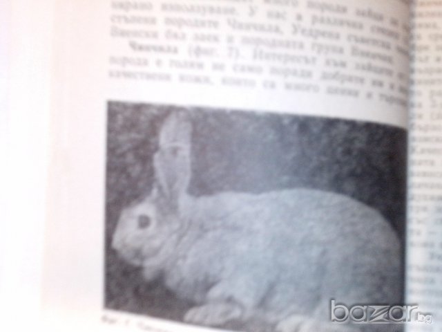 въпроси и отговори за зайцевъдството-съвети за личното стопанство, снимка 2 - Енциклопедии, справочници - 9661625