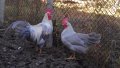 Sergiev Farm продава пилета и яйца от различни видове кокошки, снимка 9