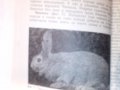 въпроси и отговори за зайцевъдството-съвети за личното стопанство, снимка 2