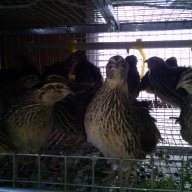 Клетки за пъдпъдъци и кокошки, снимка 5 - Кокошки и пуйки - 17328354