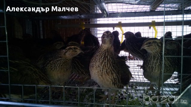 Клетки за пъдпъдъци и кокошки, снимка 5 - Кокошки и пуйки - 17328354