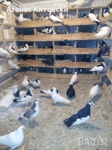 ПРОДАВАМ пазарджишки високо летачи-гълъби!, снимка 13 - Гълъби - 24799309