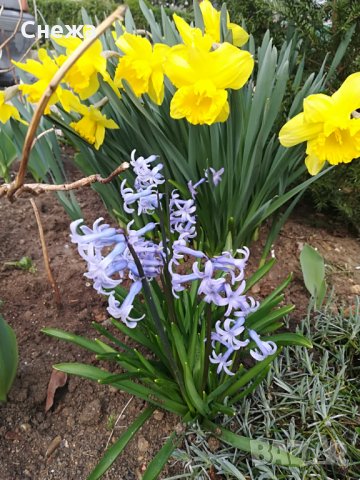 Продавам чемшири, божур, нарциси, зюмбюли. , снимка 6 - Градински цветя и растения - 24952226