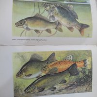 Книга "FISCHKUNDE FÜR ANGLER - WOLFGANG ZEISKE" - 160 стр., снимка 5 - Енциклопедии, справочници - 25536754