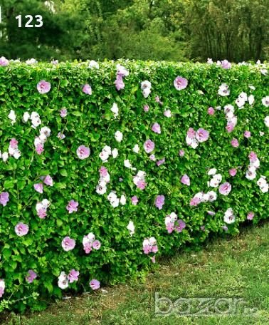 Жив плет от хибискус, снимка 1