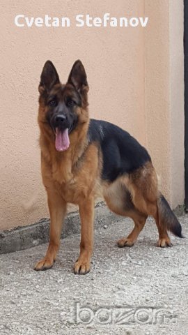 Развъдник за чистокръвни немски овчарки, снимка 7 - Немска овчарка - 15004158
