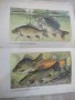 Книга "FISCHKUNDE FÜR ANGLER - WOLFGANG ZEISKE" - 160 стр., снимка 5