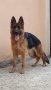 Развъдник за чистокръвни немски овчарки, снимка 7