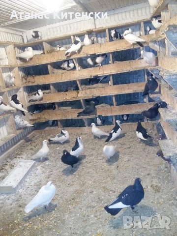 ПРОДАВАМ пазарджишки високо летачи-гълъби!, снимка 9 - Гълъби - 24799309