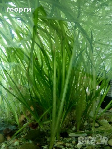 Водорасли за аквариум  Роголистник (лисича опашка) растения, снимка 4 - Аквариуми - 22263626