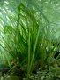 Водорасли за аквариум  Роголистник (лисича опашка) растения, снимка 4