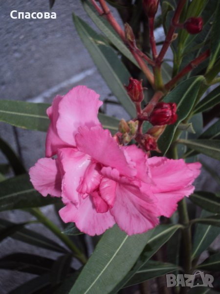 Зокум - различни цветове и размери /лян, олеандър/, снимка 1