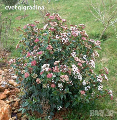  Viburnum tinus, снимка 2 - Градински цветя и растения - 21923520