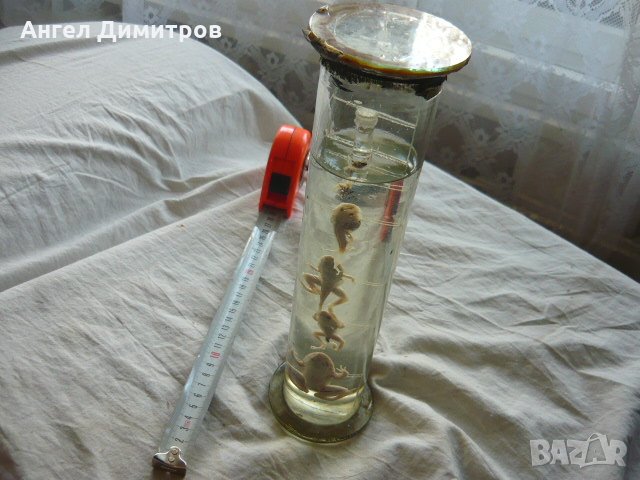  Соц. препарирани жаби във вода , снимка 1