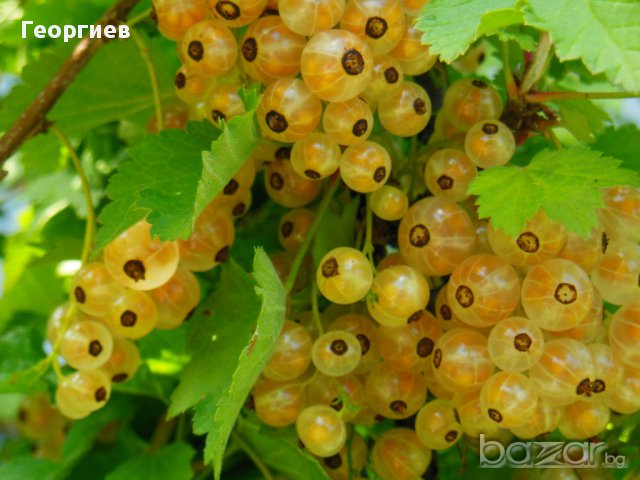 Храсти касис - червен и бял, къпини, малини, ягоди., снимка 2 - Градински цветя и растения - 11542767