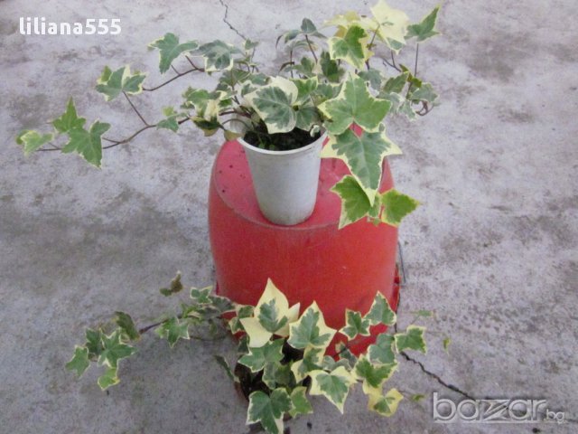 Бръшля̀н- за озеленяване стени,телени мрежи,  тераси и др, снимка 11 - Градински цветя и растения - 10636384