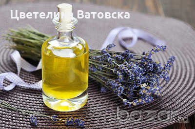 Продавам разсад от лавандула, снимка 2 - Сортови семена и луковици - 20428942