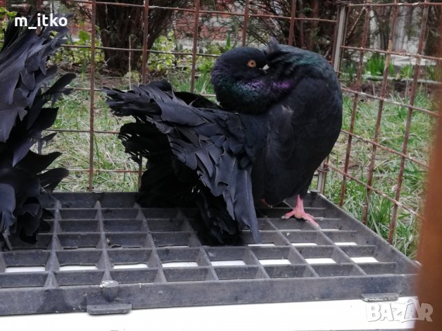  ФЕНЕРЛИИ 60 лв., снимка 2 - Гълъби - 24470593