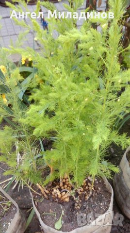 декоративен храст, прилича на Аспарагус, снимка 7 - Градински цветя и растения - 25032002