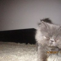 Малки персийски котенца, снимка 11 - Персийска - 19289720