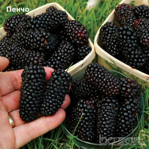 100 бр. Семена от гигантска хранителна къпина антиоксидант със здравословни качества, фибри, снимка 4 - Сортови семена и луковици - 20816347