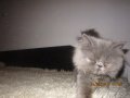 Малки персийски котенца, снимка 11